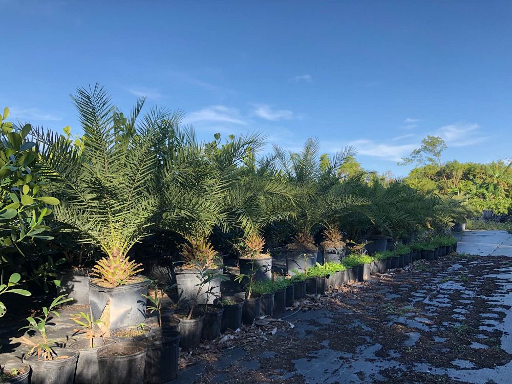phoenix-sylvestris-sylvester-date-palm-silver-date-palm-wild-date-palm