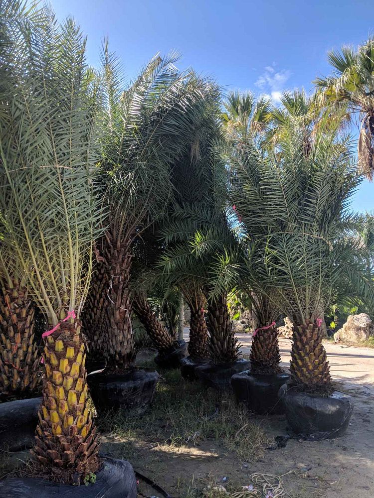 phoenix-sylvestris-sylvester-date-palm-silver-date-palm-wild-date-palm