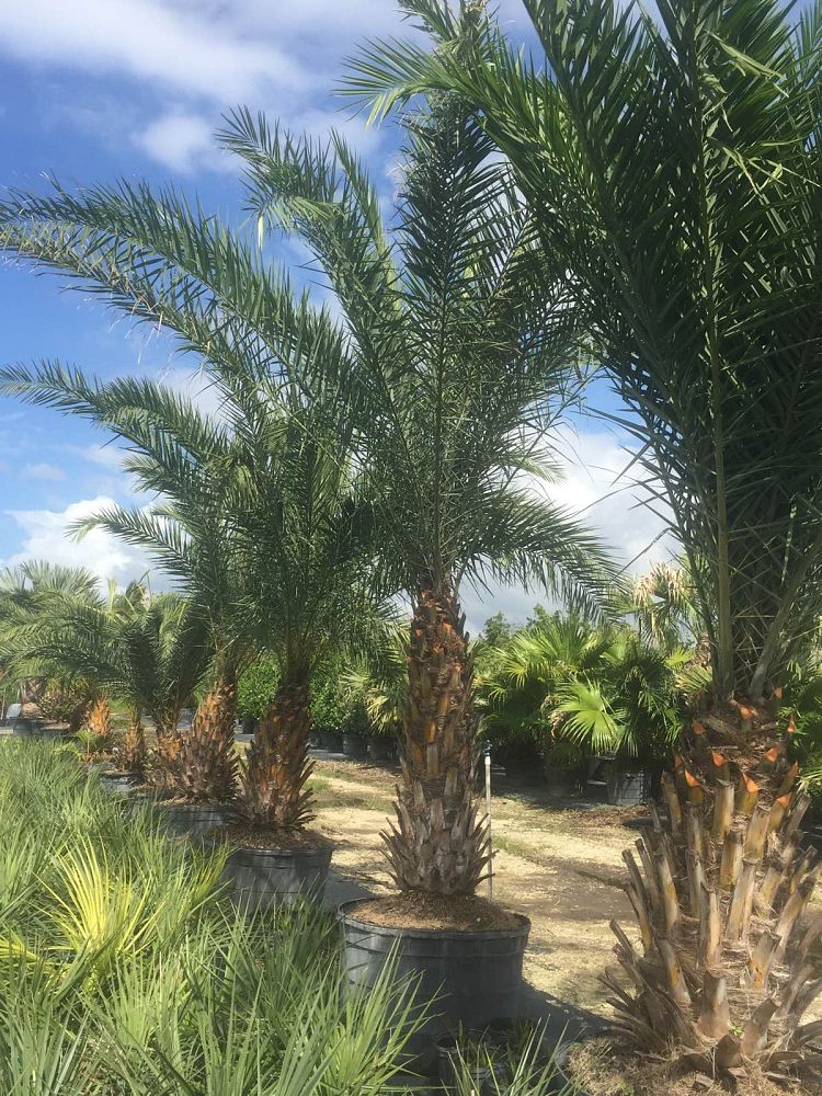phoenix-sylvestris-sylvester-date-palm-silver-date-palm-wild-date-palm