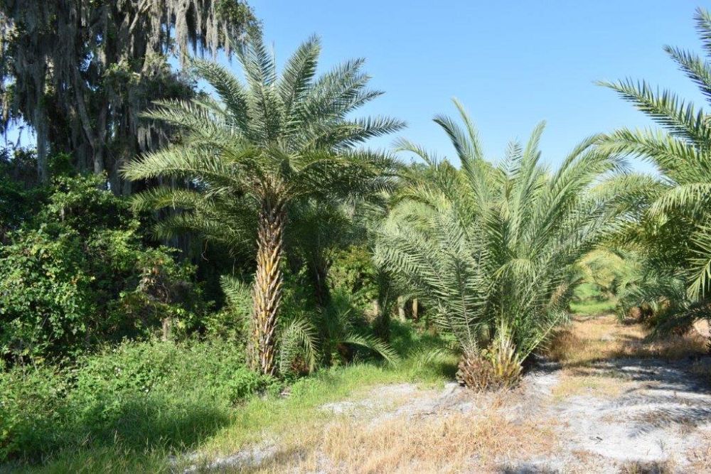 phoenix-sylvestris-sylvester-date-palm-silver-date-palm-wild-date-palm