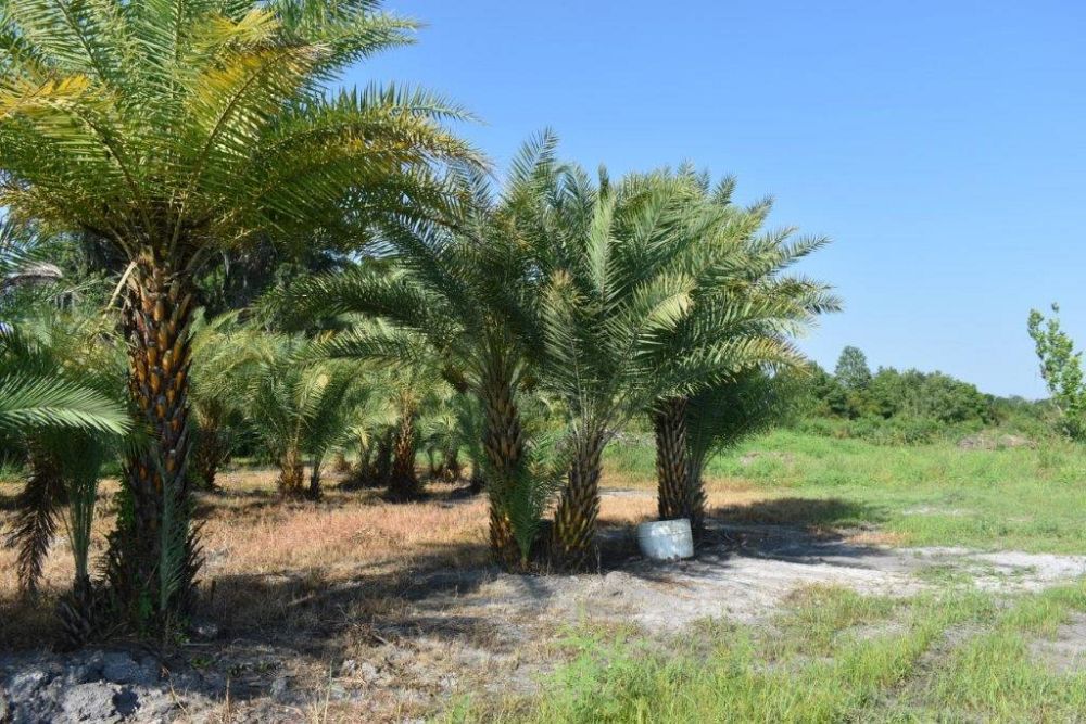 phoenix-sylvestris-sylvester-date-palm-silver-date-palm-wild-date-palm