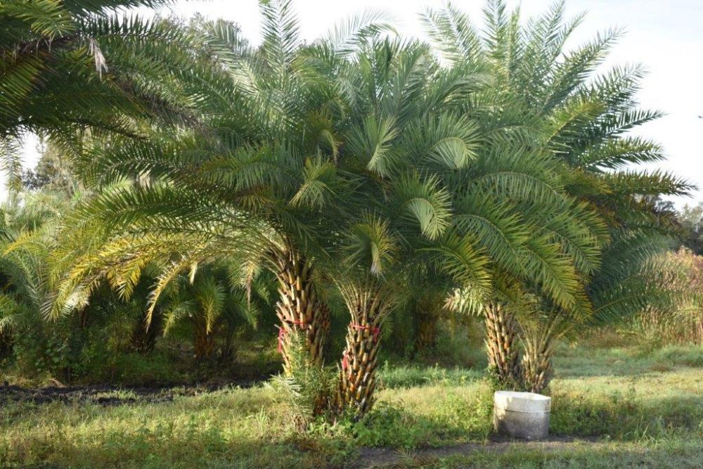 phoenix-sylvestris-sylvester-date-palm-silver-date-palm-wild-date-palm