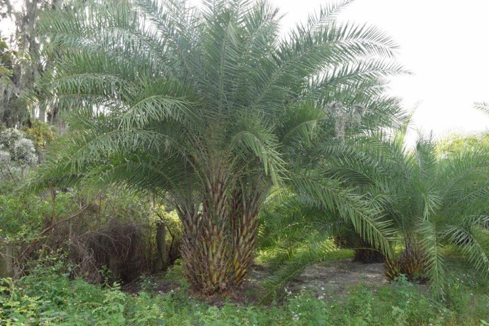 phoenix-sylvestris-sylvester-date-palm-silver-date-palm-wild-date-palm