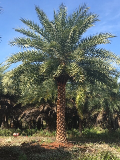 phoenix-sylvestris-sylvester-date-palm-silver-date-palm-wild-date-palm