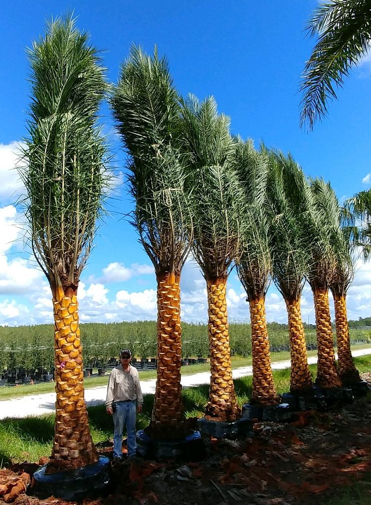 phoenix-sylvestris-sylvester-date-palm-silver-date-palm-wild-date-palm