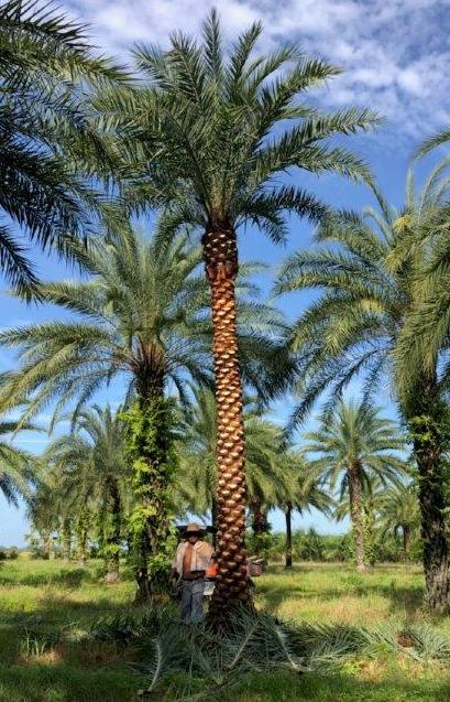 phoenix-sylvestris-sylvester-date-palm-silver-date-palm-wild-date-palm