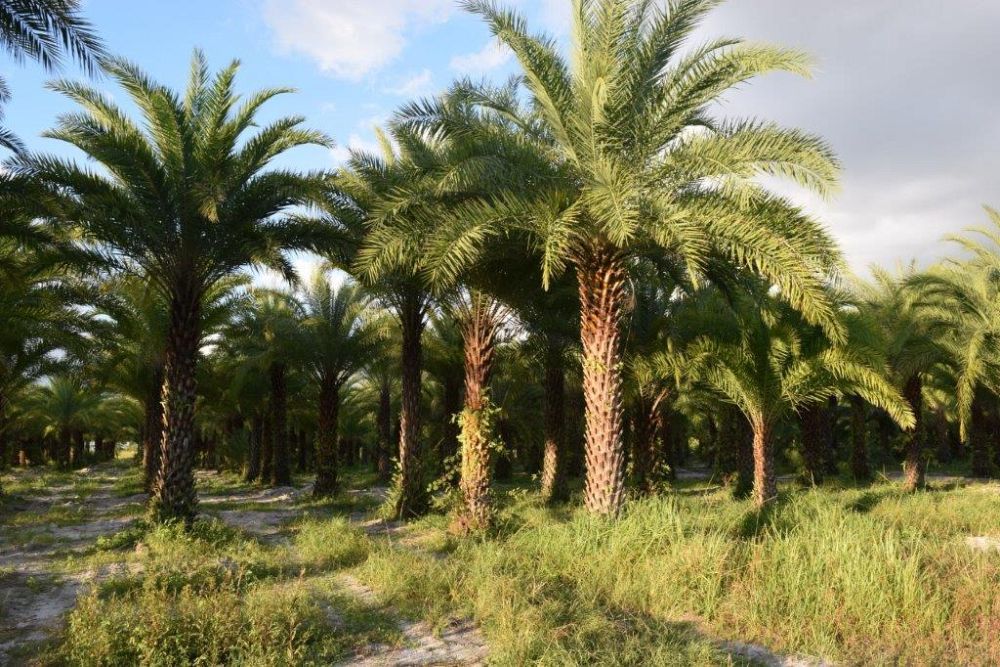 phoenix-sylvestris-sylvester-date-palm-silver-date-palm-wild-date-palm