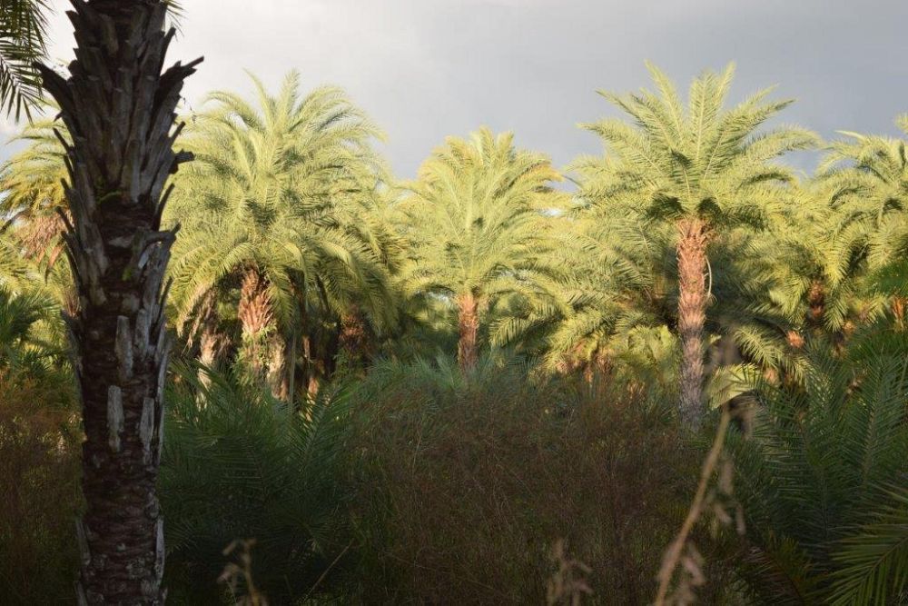 phoenix-sylvestris-sylvester-date-palm-silver-date-palm-wild-date-palm