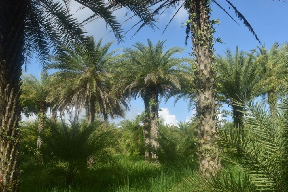 phoenix-sylvestris-sylvester-date-palm-silver-date-palm-wild-date-palm