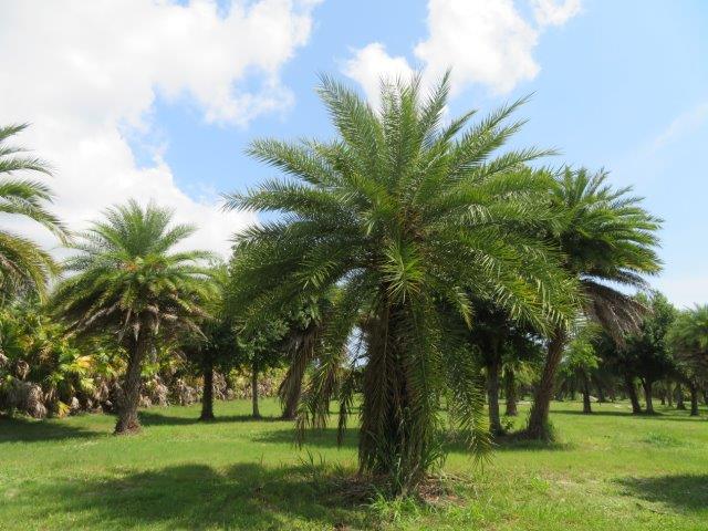phoenix-sylvestris-sylvester-date-palm-silver-date-palm-wild-date-palm