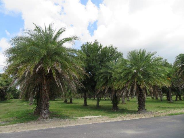 phoenix-sylvestris-sylvester-date-palm-silver-date-palm-wild-date-palm