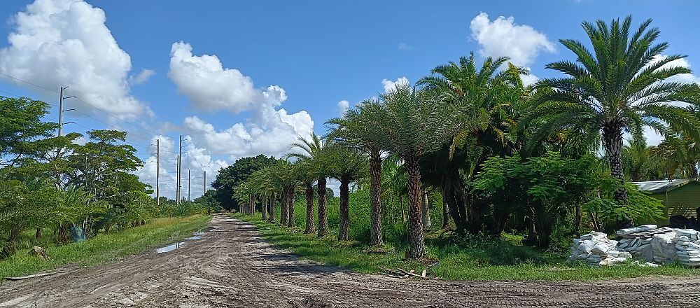 phoenix-sylvestris-sylvester-date-palm-silver-date-palm-wild-date-palm