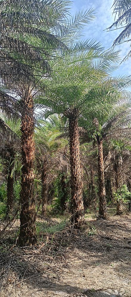 phoenix-sylvestris-sylvester-date-palm-silver-date-palm-wild-date-palm