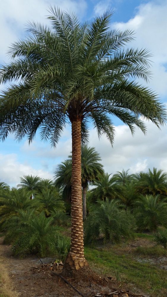 phoenix-sylvestris-sylvester-date-palm-silver-date-palm-wild-date-palm
