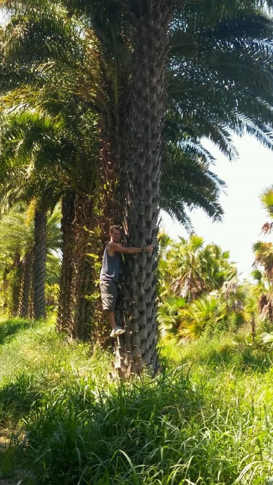 phoenix-sylvestris-sylvester-date-palm-silver-date-palm-wild-date-palm
