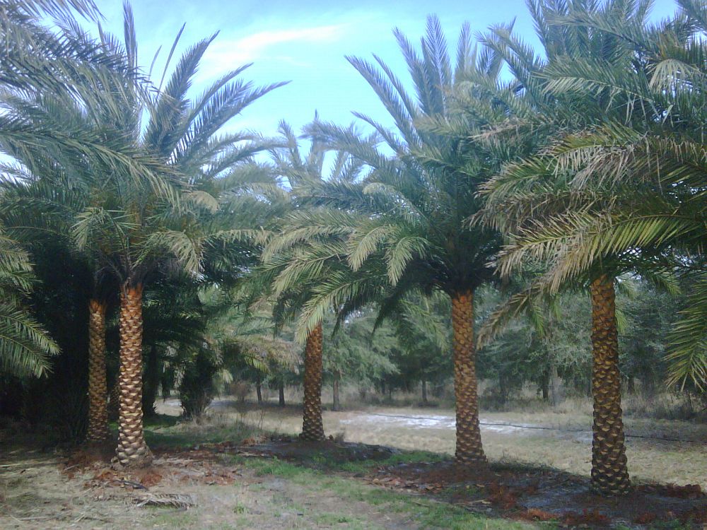 phoenix-sylvestris-sylvester-date-palm-silver-date-palm-wild-date-palm