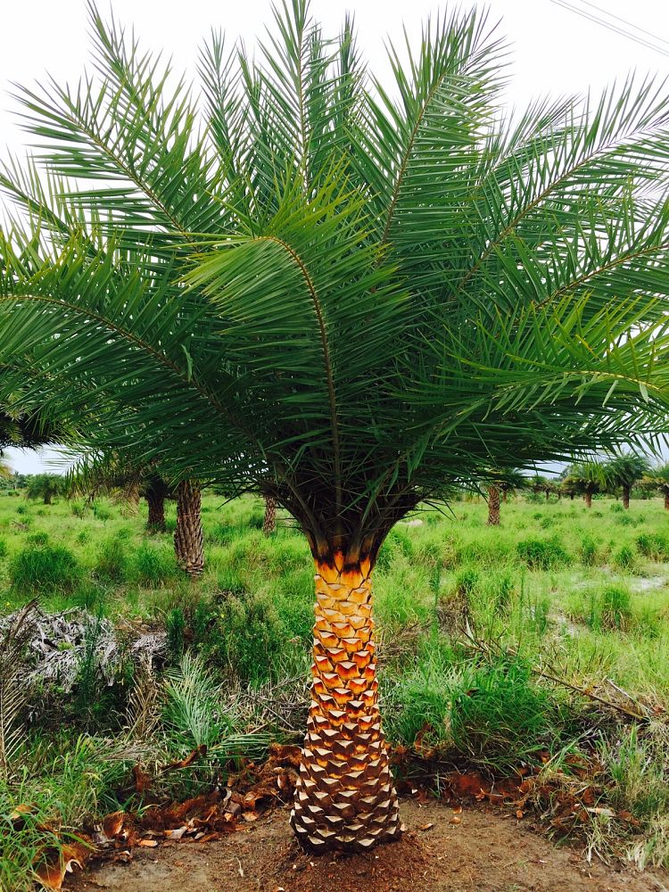 phoenix-sylvestris-sylvester-date-palm-silver-date-palm-wild-date-palm