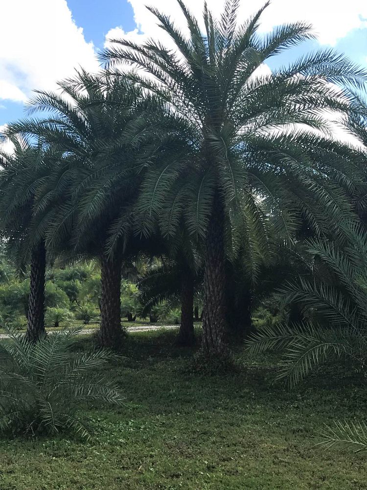phoenix-sylvestris-sylvester-date-palm-silver-date-palm-wild-date-palm
