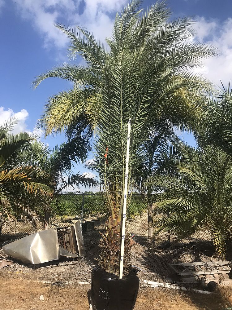 phoenix-sylvestris-sylvester-date-palm-silver-date-palm-wild-date-palm