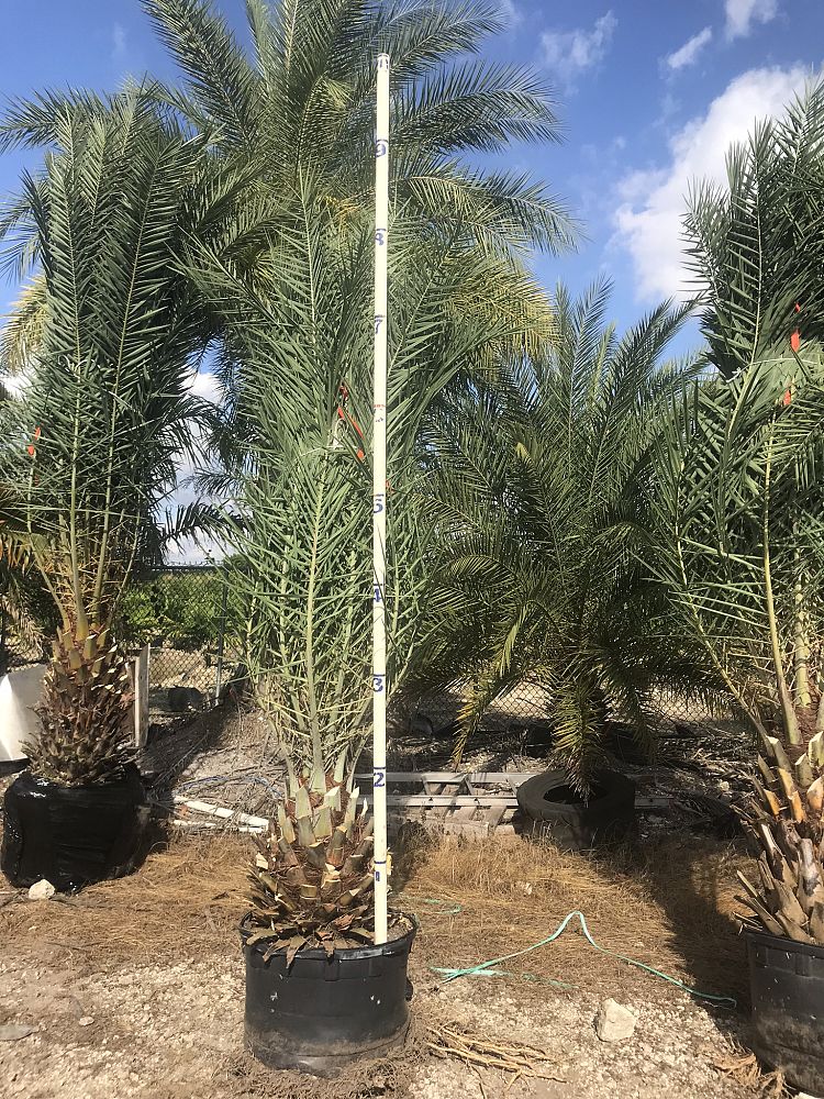 phoenix-sylvestris-sylvester-date-palm-silver-date-palm-wild-date-palm