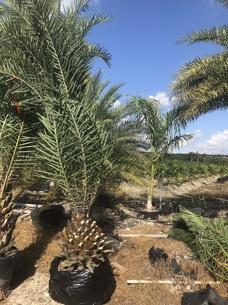 phoenix-sylvestris-sylvester-date-palm-silver-date-palm-wild-date-palm
