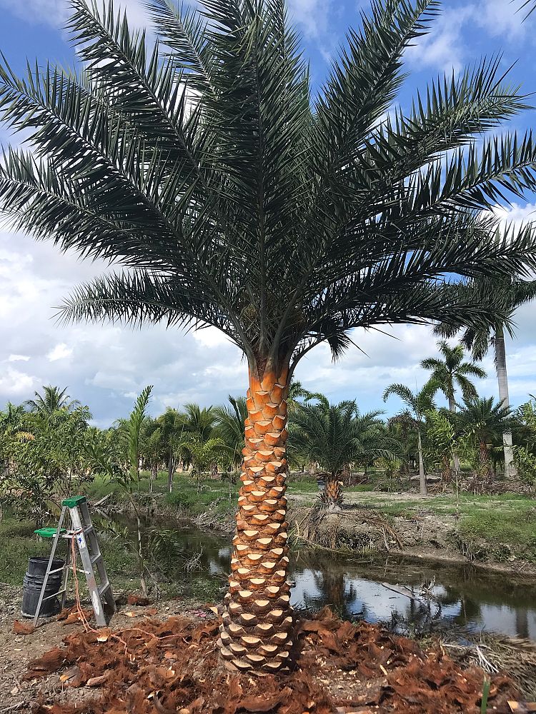 phoenix-sylvestris-sylvester-date-palm-silver-date-palm-wild-date-palm