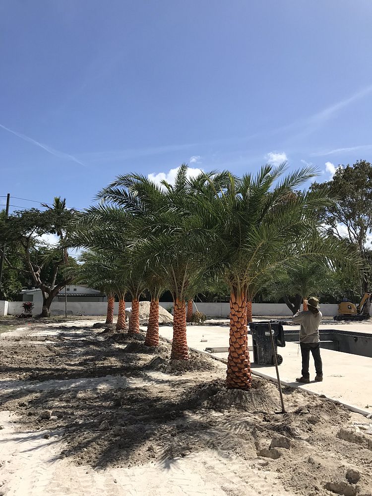 phoenix-sylvestris-sylvester-date-palm-silver-date-palm-wild-date-palm