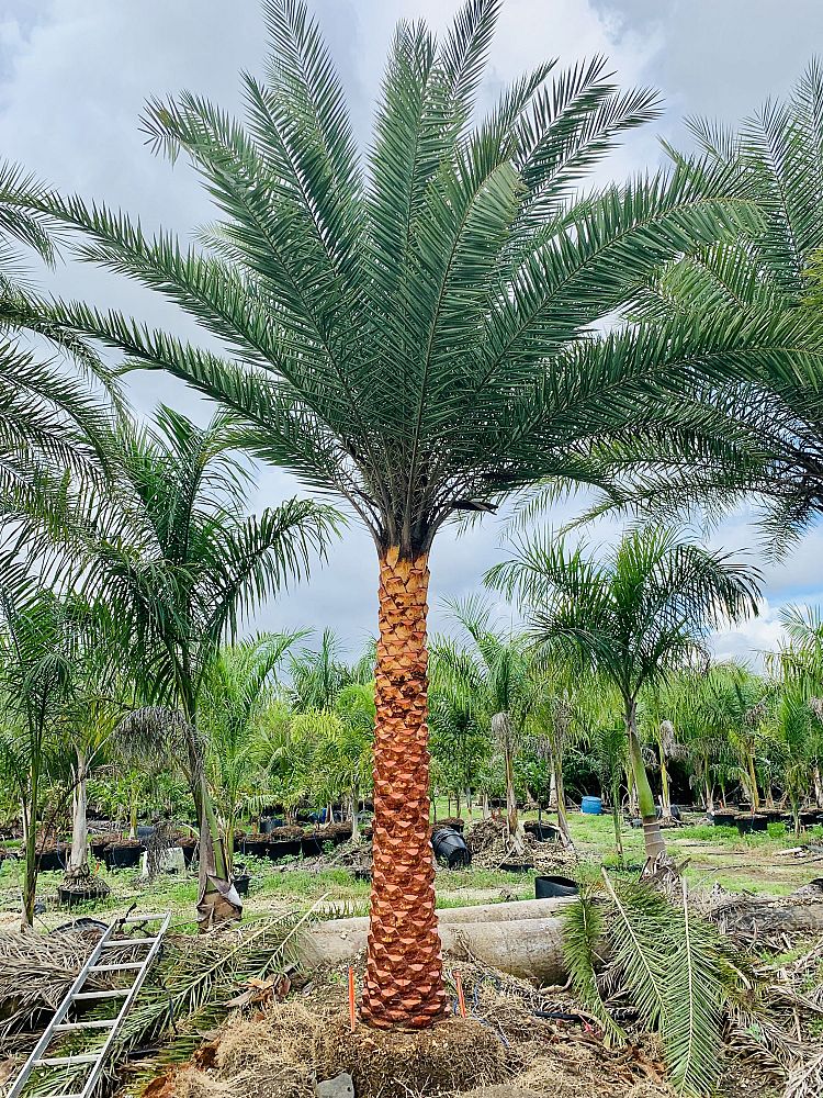 phoenix-sylvestris-sylvester-date-palm-silver-date-palm-wild-date-palm