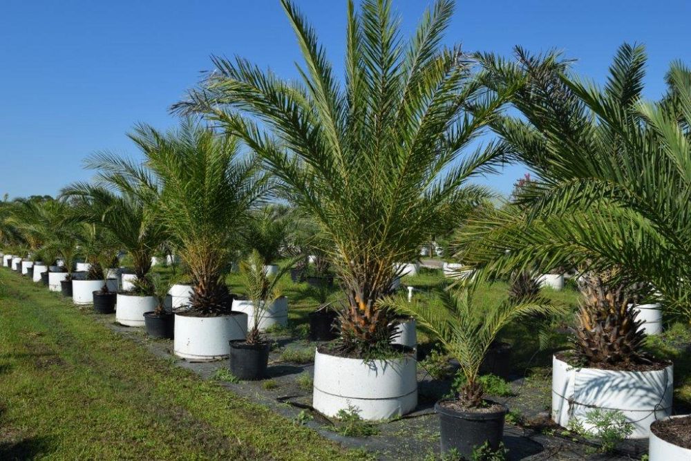 phoenix-sylvestris-sylvester-date-palm-silver-date-palm-wild-date-palm