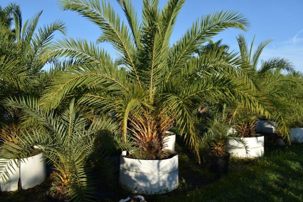 phoenix-sylvestris-sylvester-date-palm-silver-date-palm-wild-date-palm