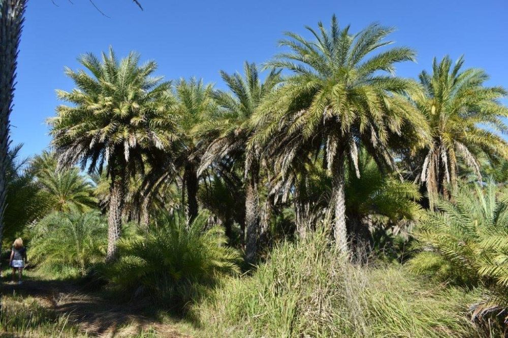 phoenix-sylvestris-sylvester-date-palm-silver-date-palm-wild-date-palm
