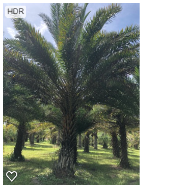 phoenix-sylvestris-sylvester-date-palm-silver-date-palm-wild-date-palm