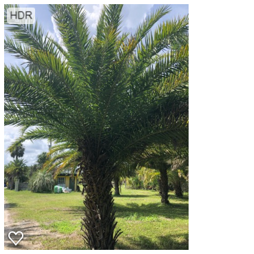 phoenix-sylvestris-sylvester-date-palm-silver-date-palm-wild-date-palm