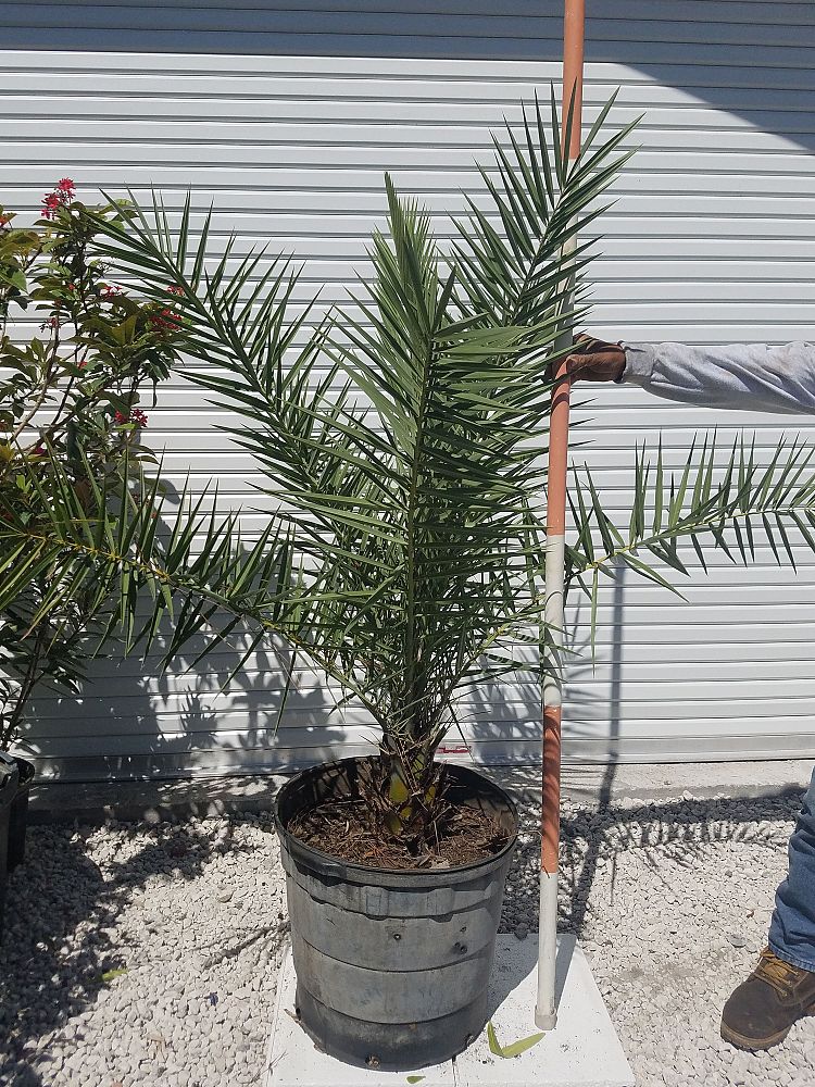 phoenix-sylvestris-sylvester-date-palm-silver-date-palm-wild-date-palm