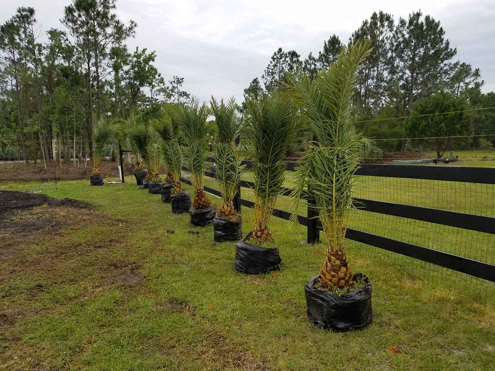 phoenix-sylvestris-sylvester-date-palm-silver-date-palm-wild-date-palm