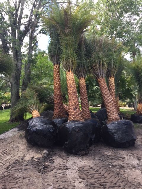phoenix-sylvestris-sylvester-date-palm-silver-date-palm-wild-date-palm