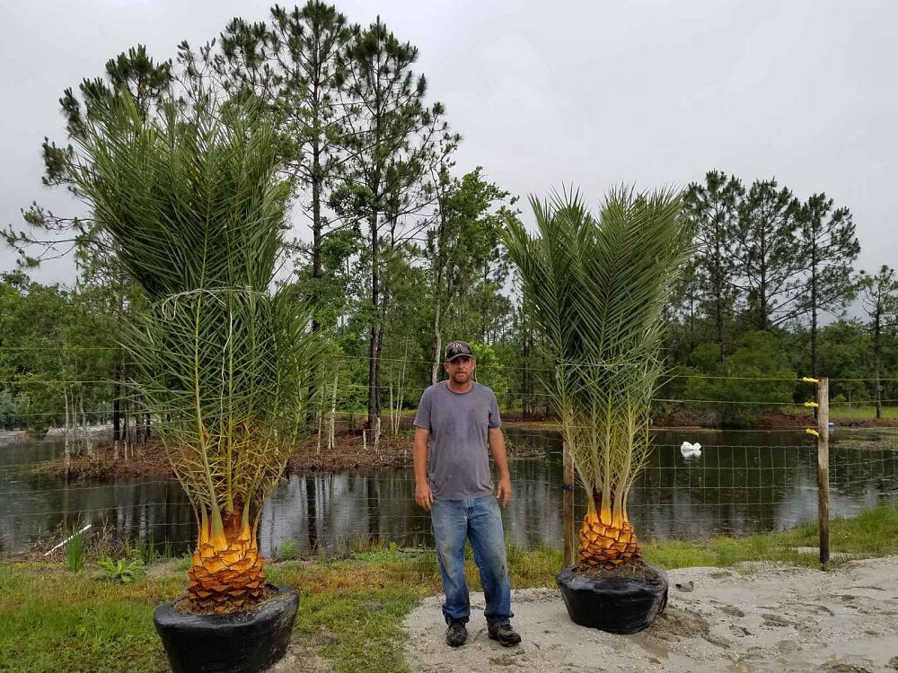 phoenix-sylvestris-sylvester-date-palm-silver-date-palm-wild-date-palm