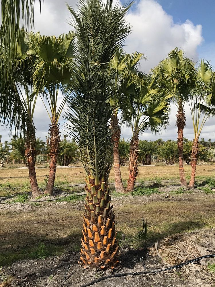phoenix-sylvestris-sylvester-date-palm-silver-date-palm-wild-date-palm
