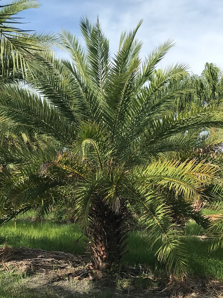 phoenix-sylvestris-sylvester-date-palm-silver-date-palm-wild-date-palm