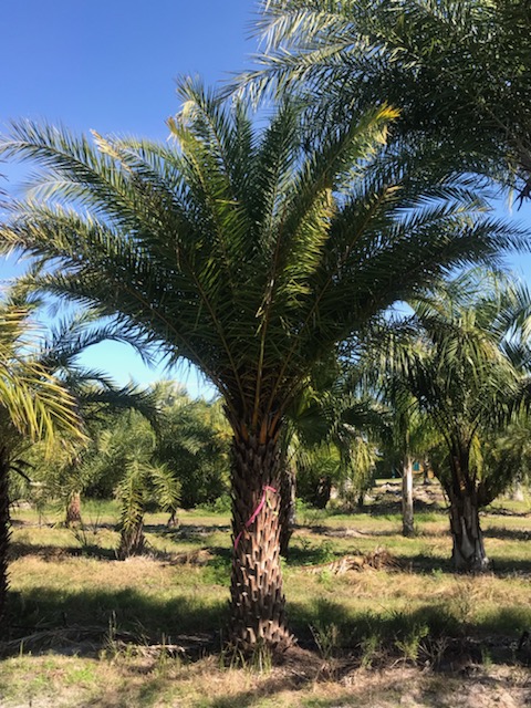 phoenix-sylvestris-sylvester-date-palm-silver-date-palm-wild-date-palm