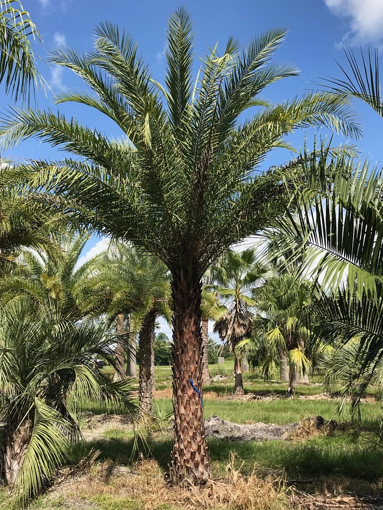 phoenix-sylvestris-sylvester-date-palm-silver-date-palm-wild-date-palm