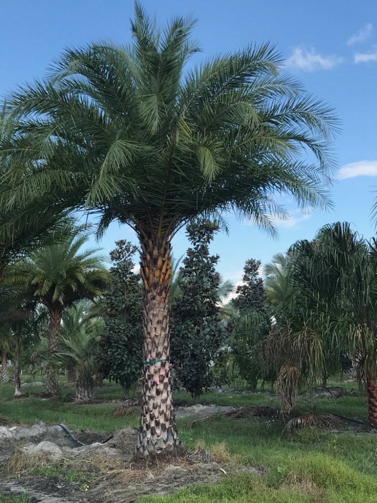 phoenix-sylvestris-sylvester-date-palm-silver-date-palm-wild-date-palm