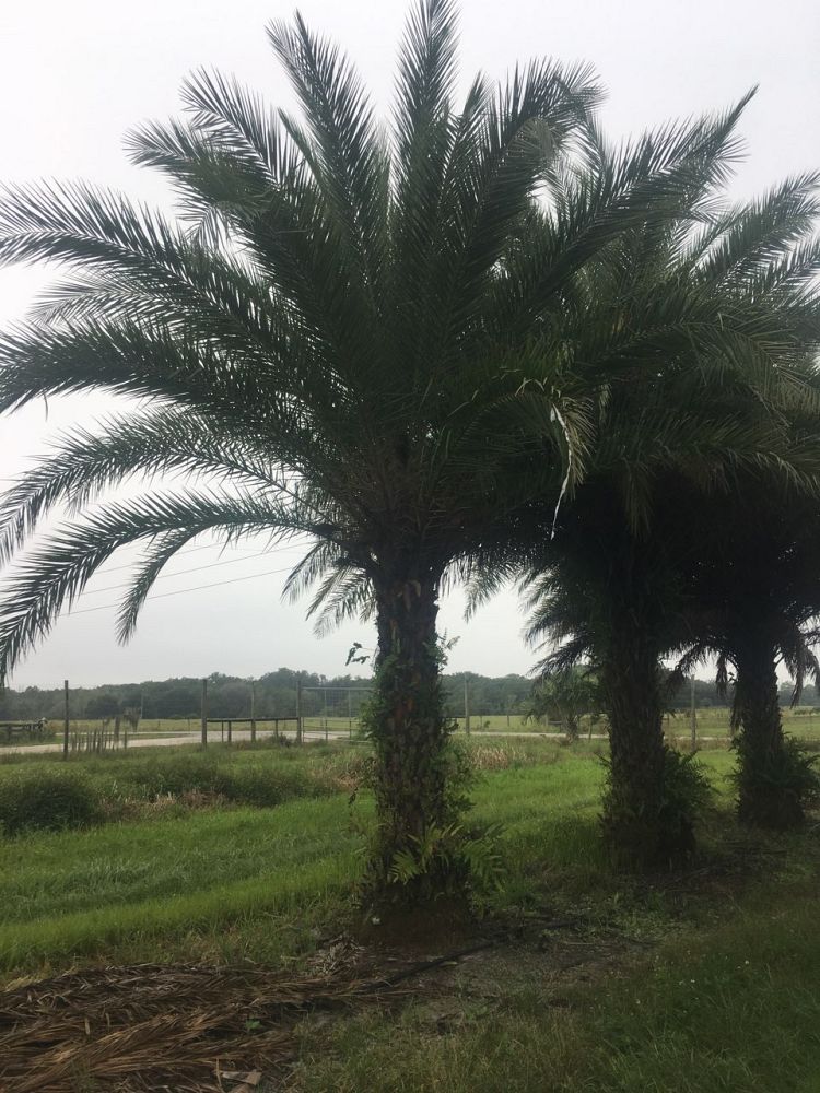 phoenix-sylvestris-sylvester-date-palm-silver-date-palm-wild-date-palm