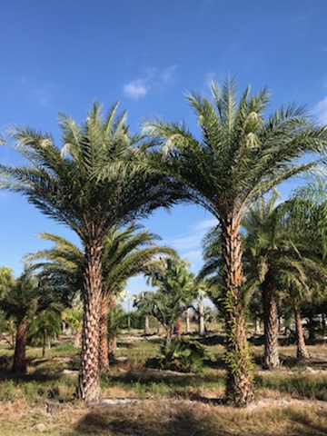 phoenix-sylvestris-sylvester-date-palm-silver-date-palm-wild-date-palm