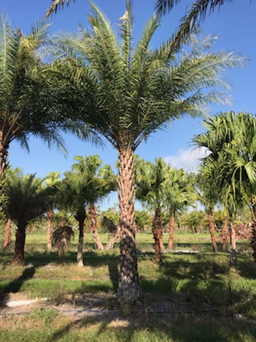 phoenix-sylvestris-sylvester-date-palm-silver-date-palm-wild-date-palm