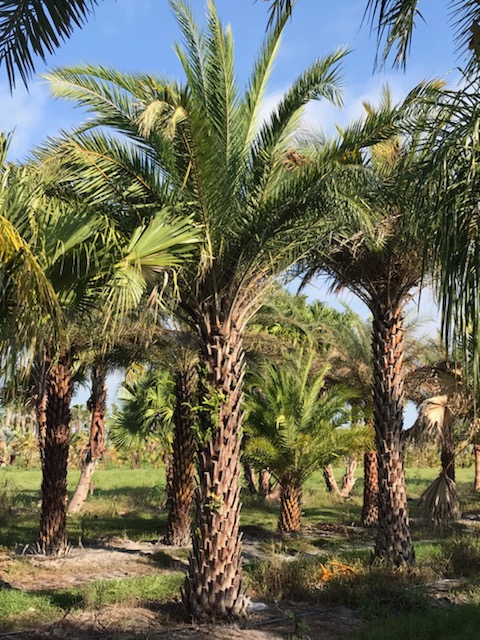 phoenix-sylvestris-sylvester-date-palm-silver-date-palm-wild-date-palm