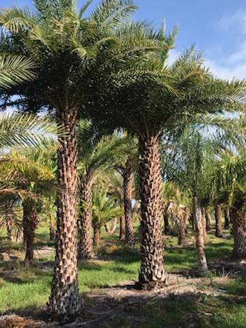 phoenix-sylvestris-sylvester-date-palm-silver-date-palm-wild-date-palm