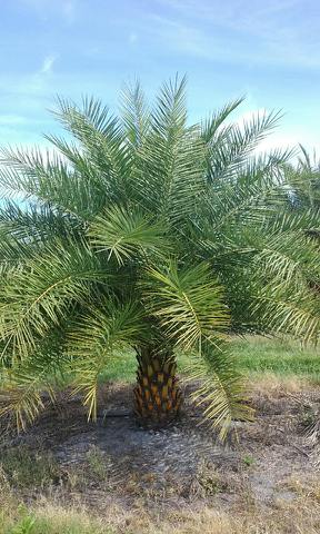 phoenix-sylvestris-sylvester-date-palm-silver-date-palm-wild-date-palm