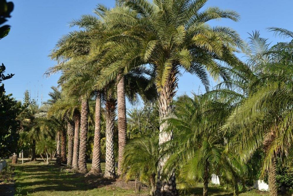 phoenix-sylvestris-sylvester-date-palm-silver-date-palm-wild-date-palm