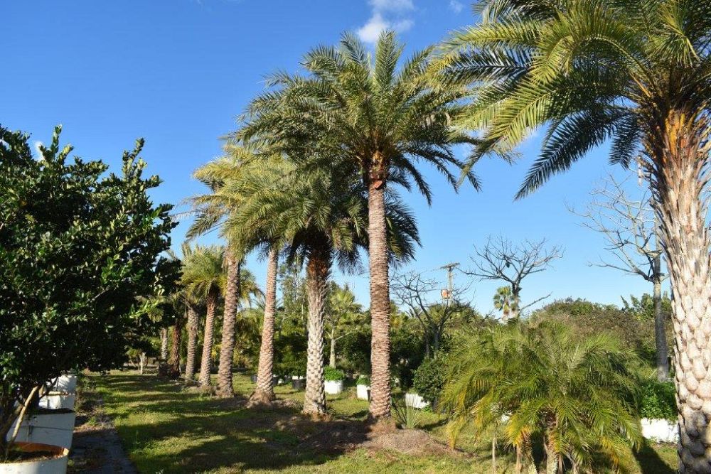 phoenix-sylvestris-sylvester-date-palm-silver-date-palm-wild-date-palm